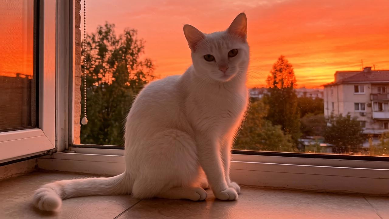 音乐人自驾西藏探寻灵感 旅行综艺沉浸式体验藏地文化