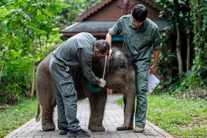 求解“人象冲突”的中国答案