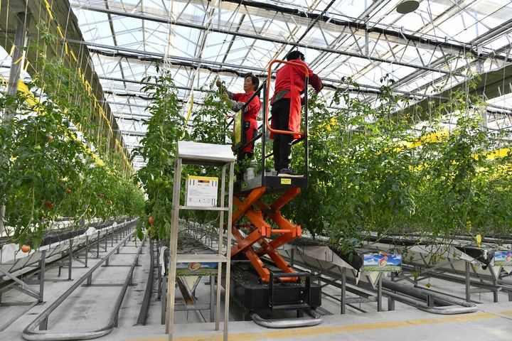 激发乡村全面振兴澎湃动能——中国经济圆桌会聚焦2025年中央一号文件 激发乡村全面振兴澎湃动能——中国经济圆桌会聚焦2025年中央一号文件