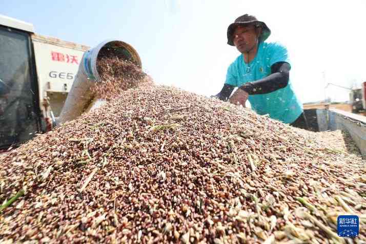 全国夏粮小麦收获进度已超七成，高效农机助推丰收