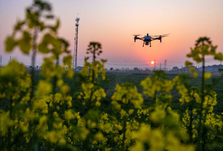 五个关键词看夏季粮油丰收基础稳