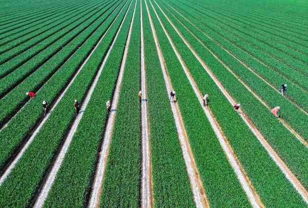 五个关键词看夏季粮油丰收基础稳