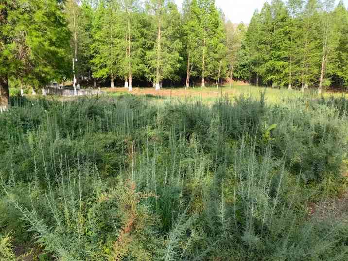 中国建成长江流域特有珍稀植物保育基地 有效保护珙桐等珍稀物种