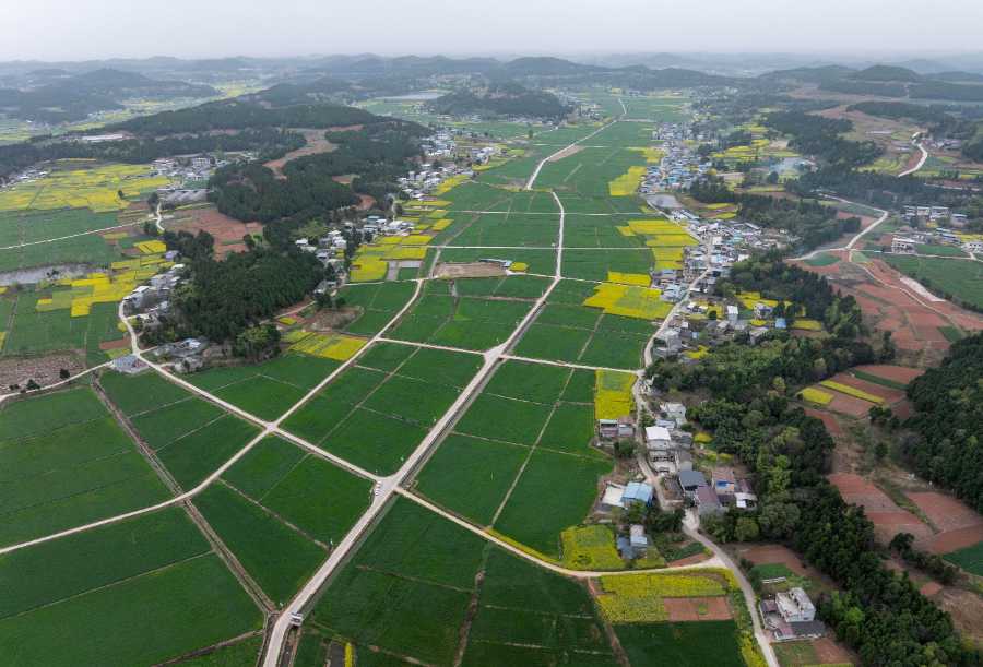 夏收粮油丰收在望 面积稳定长势良好单产提升