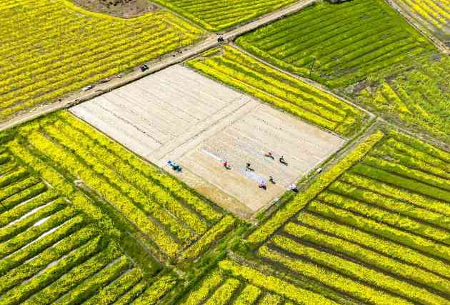 夏收粮油丰收在望 面积稳定长势良好单产提升