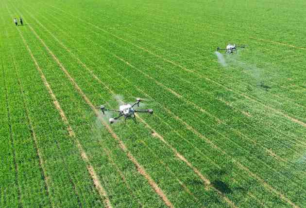 夏收粮油丰收在望 面积稳定长势良好单产提升