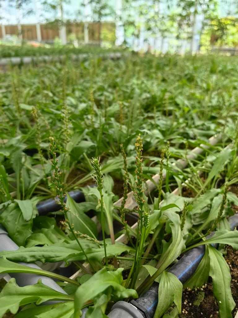 中国建成长江流域特有珍稀植物保育基地 有效保护珙桐等珍稀物种