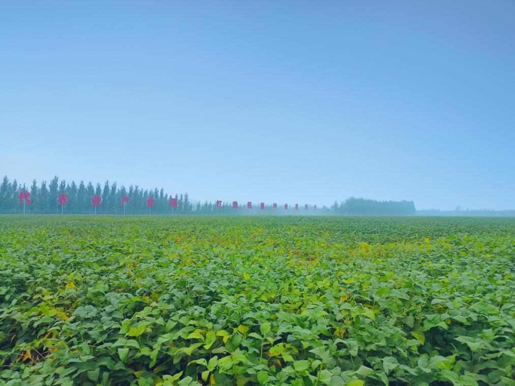 秋粮收获季各地抢收忙 确保丰产丰收农民增收有保障