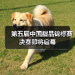 上海甜品赛聚焦技艺与创新 全国高手角逐国际舞台 上海甜品赛聚焦技艺与创新 全国高手角逐国际舞台
