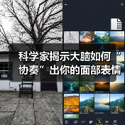 面部表情全脑协作机制研究揭示神经网络时间层级 面部表情全脑协作机制研究揭示神经网络时间层级